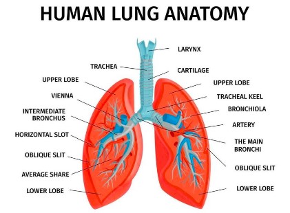 human lung anatomy